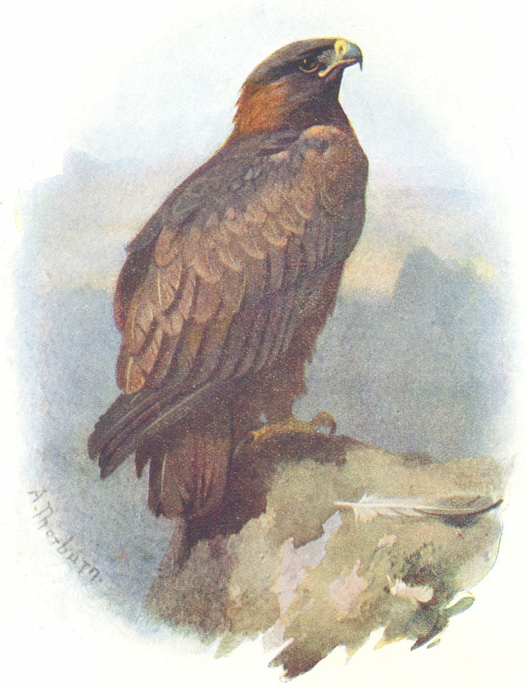 BIRDS. Golden Eagle  1901 antique vintage print picture